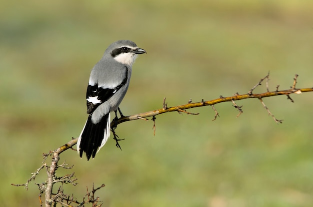 Mannetje Zuidelijke klauwier in het eerste ochtendgloren in de bronsttijd in de natuur op zijn favoriete zitstokken