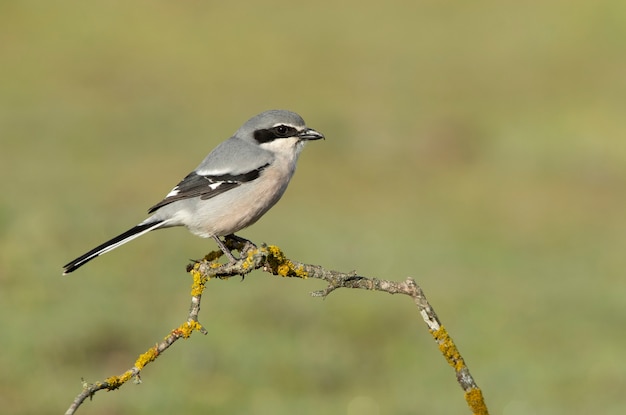 Mannetje Zuidelijke klauwier in het eerste ochtendgloren in de bronsttijd in de natuur op zijn favoriete zitstokken