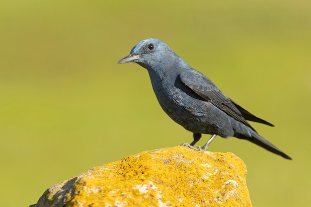 Mannetjes Blauwe Rotslijster in bronst verenkleed met het laatste daglicht in zijn broedgebied