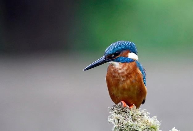 Mannetjes ijsvogel vissen vanaf een bemoste tak