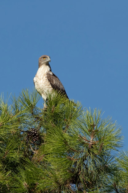 Mannetjesarend op een dennenboom bij het eerste ochtendgloren