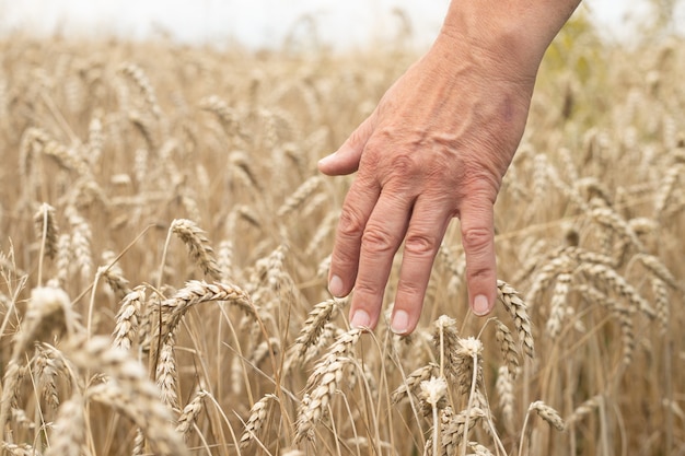 Mans hand on ears of wheat closeup