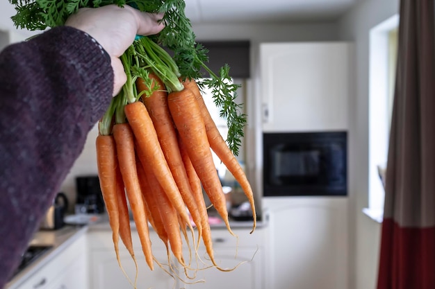 Mans hand holds a bunch of fresh raw carrots tied with a string