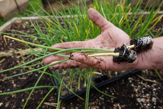 mans hand holds young onion plants for transplanting in the vegetable garden onion field