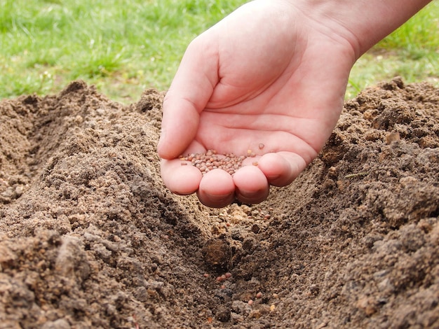 Mans hand planting radish seeds on the vegetable bed Gardener sows radish seeds in soil