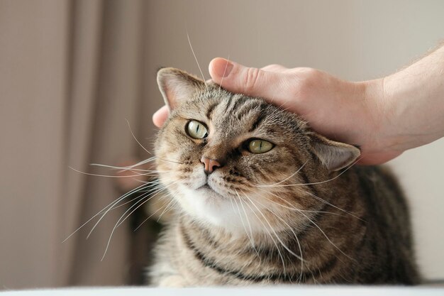 La mano di un uomo che accarezza un gatto grigio domestico