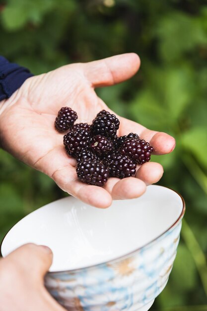 Mans hands holding a bowl full of black raspberries Vegan Copy space