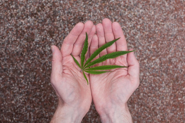 Photo mans hands holds green hemps leaves