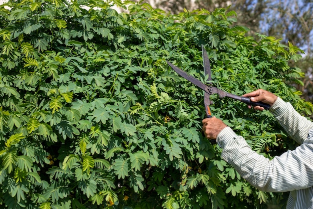 Mans hands pruning a tree with scissors