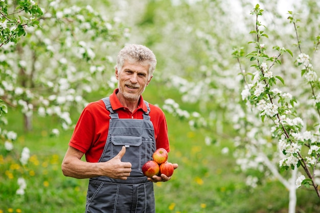 Mans hands with freshly harvested apples Agriculture and gardening concept