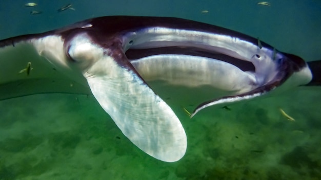 Manta in the blue background, Maldives.