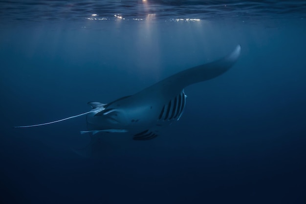 Foto manta ray che nuota in mare