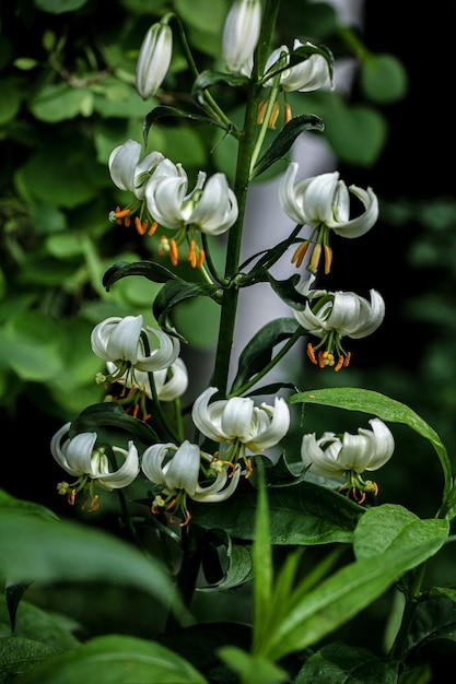 Mantagon lily Lilium martagon in the field