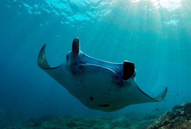 Mantarog. Onderwaterwereld van Indonesië.