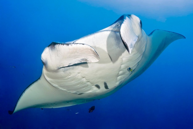 Mantarog