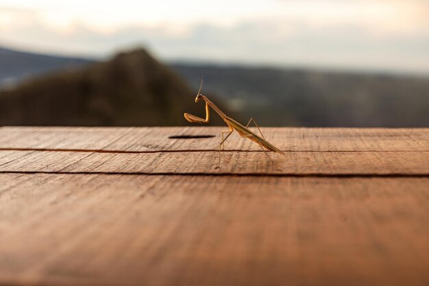 Mantis close-up bij zonsondergang