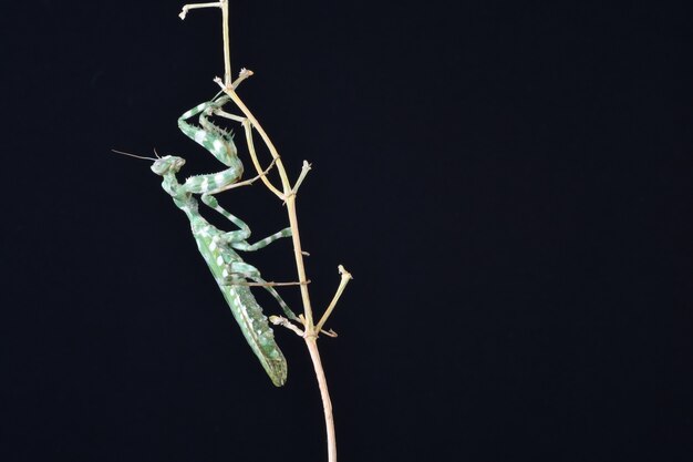 カマキリのクローズアップ