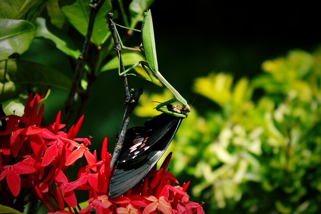 Photo mantis devouring a butterfly amid nature