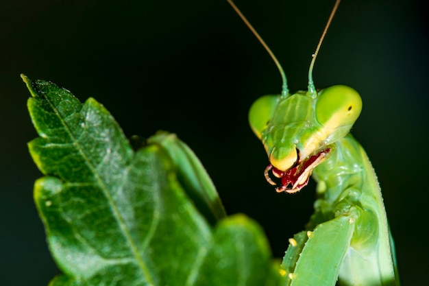 Mantis en blad