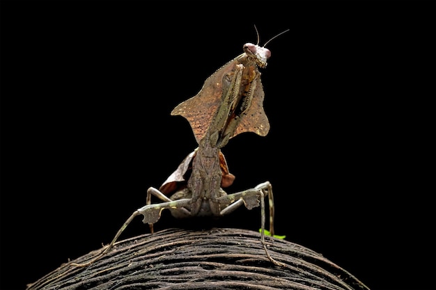 A mantis on a fence post with a black background