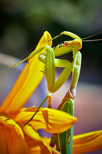 Mantis on flowers closeup shallow depth of field