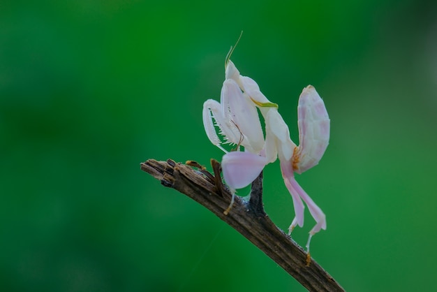 カマキリは緑の背景に飛ぶ