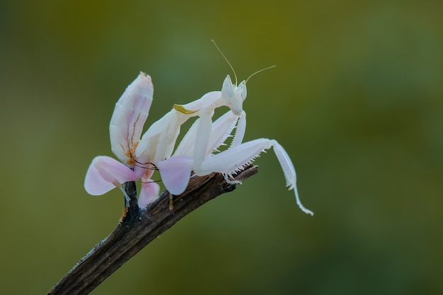 カマキリは緑の背景に飛ぶ