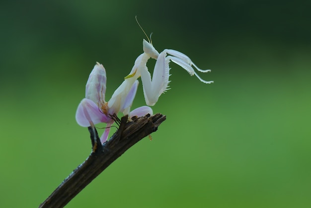 カマキリは緑の背景に飛ぶ