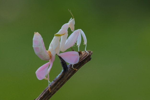 写真 カマキリは緑の背景に飛ぶ