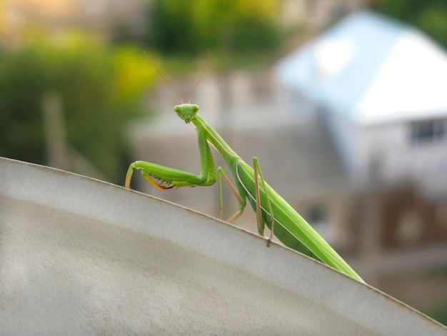 Mantis from family Sphondromantis probably Spondromantis viridis is sitting