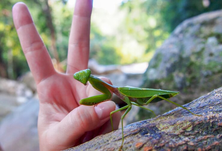Photo sphondromantis家族的 mantis 可能是 spondromantis viridis 潜伏在木头上