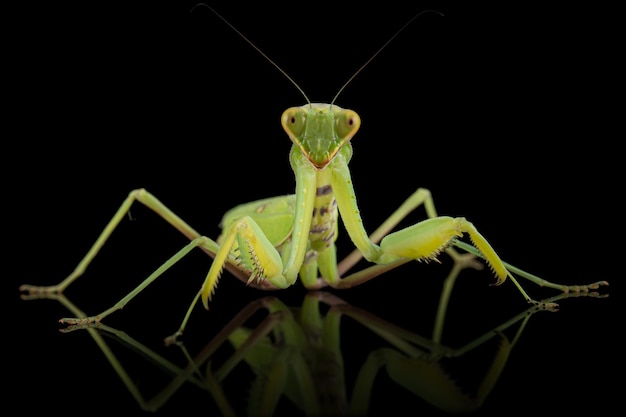 Mantis gewone of mantis religieuze geïsoleerd op zwarte achtergrond