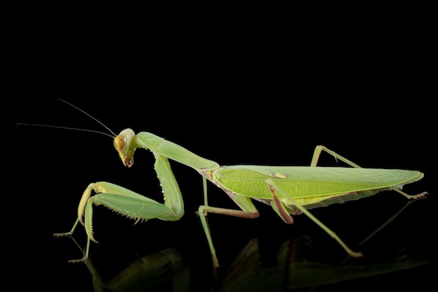 Mantis gewone of mantis religieuze geïsoleerd op zwarte achtergrond