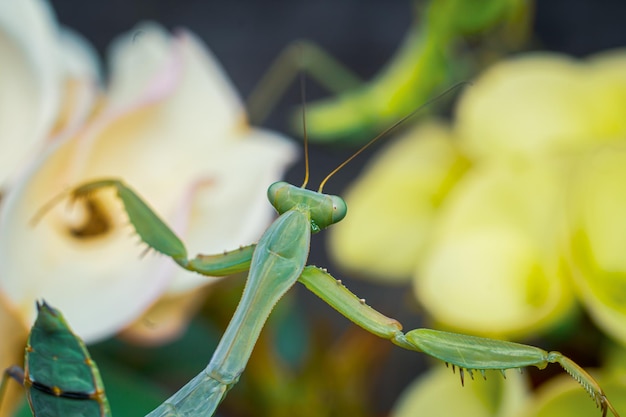 カマキリ昆虫マクロ写真プレミアム写真