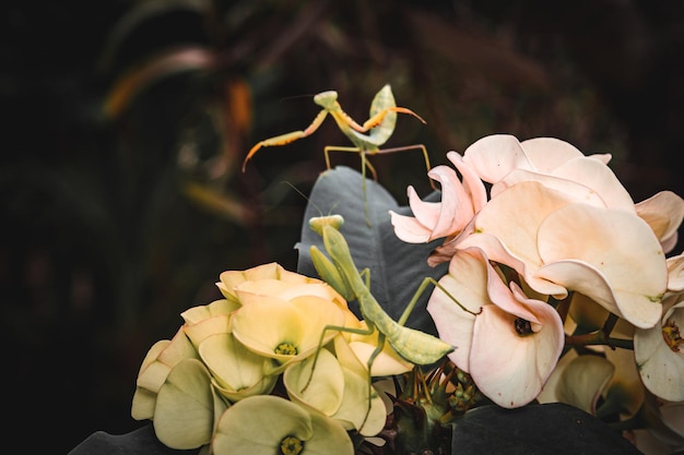 カマキリ昆虫マクロ写真プレミアム写真