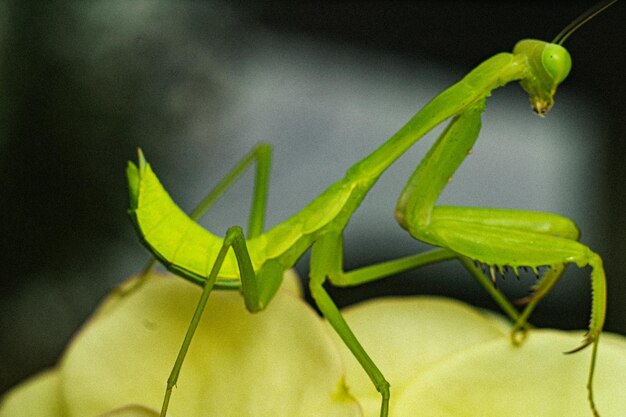 カマキリ昆虫マクロ写真プレミアム写真