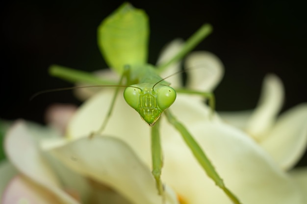 カマキリ昆虫マクロ写真プレミアム写真