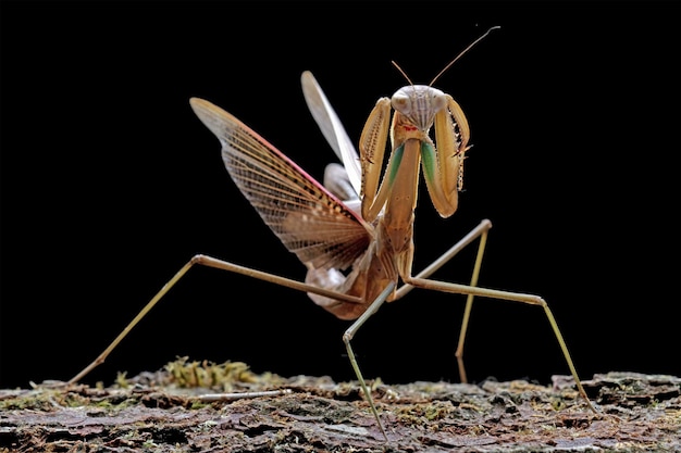 A mantis is shown in front of a black background.