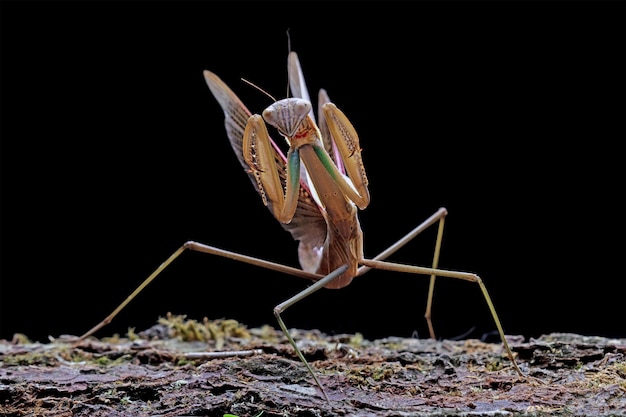 A mantis is shown on a tree stump.