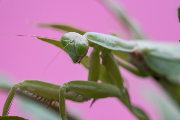 写真 緑の葉のカマキリ。アフリカのカマキリ、巨大なアフリカのカマキリまたは低木カマキリ。