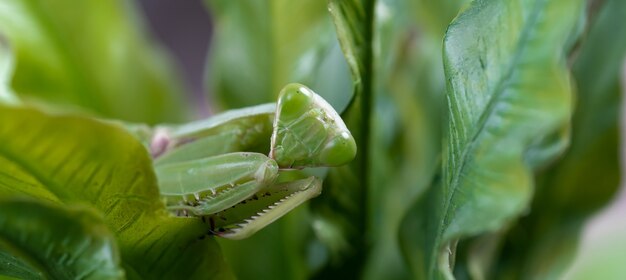 Mantis op het groene blad. afrikaanse bidsprinkhaan, gigantische afrikaanse bidsprinkhaan of bosbidsprinkhaan.