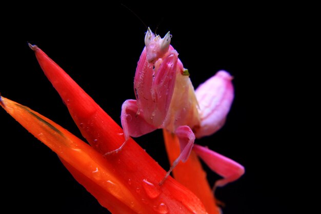 a mantis orchid perched quietly on a flower