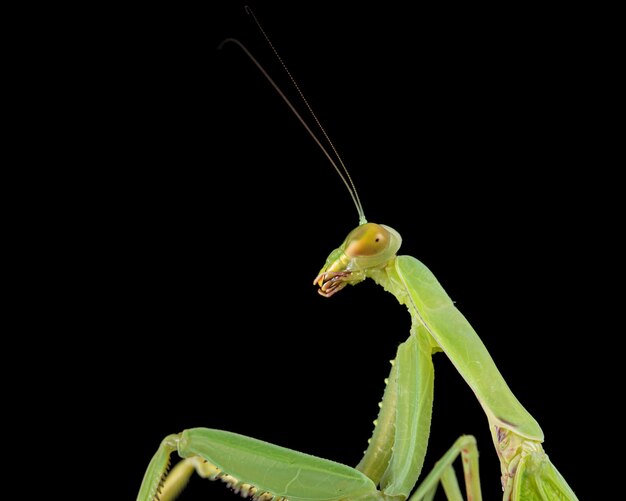 Mantis ordinary or mantis religious isolated on black background