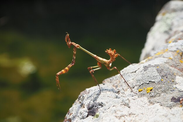 Mantis on a rock