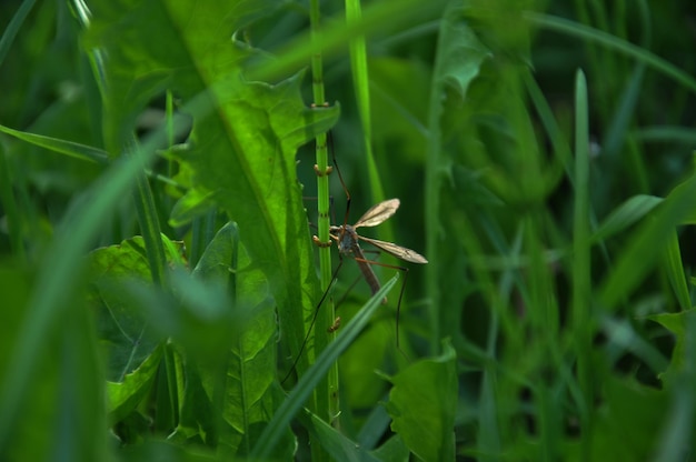 Photo a mantis sits on a leaf in a field of grass.