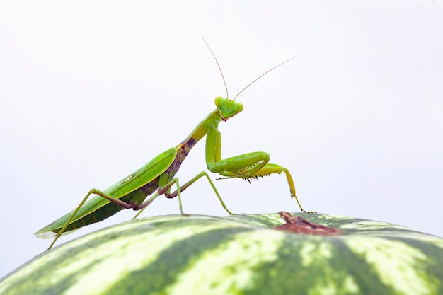 カマキリはスイカの白い背景の上に座っています