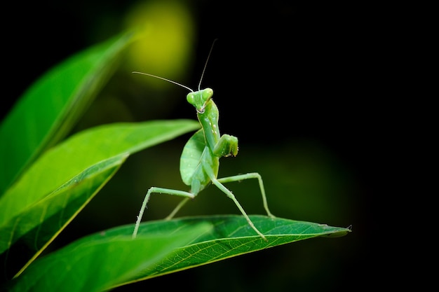 Mantide in piedi sulla foglia verde piccolo cacciatore della natura selvaggia