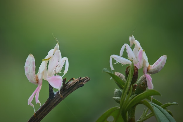 Mantis vliegen op groene achtergrond