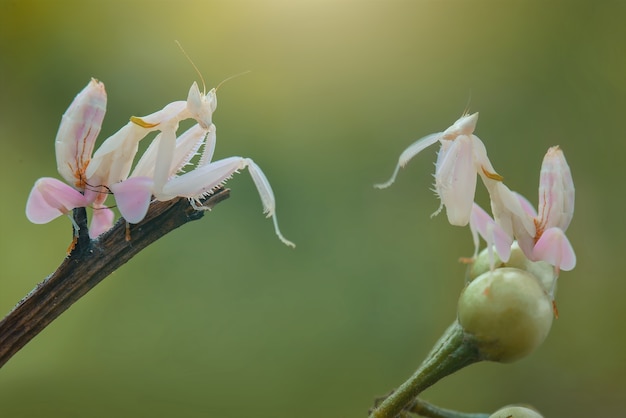 Mantis vliegen op groene achtergrond