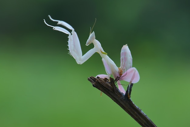 Mantis vliegen op groene achtergrond